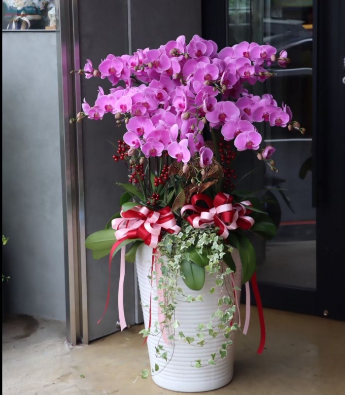 喜迎八方蘭花