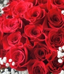 熱戀時刻．進口厄瓜多玫瑰 