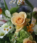 弗洛拉花園