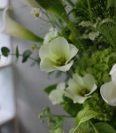 純粹之森