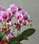 喜綻繁華桌上蘭花盆  