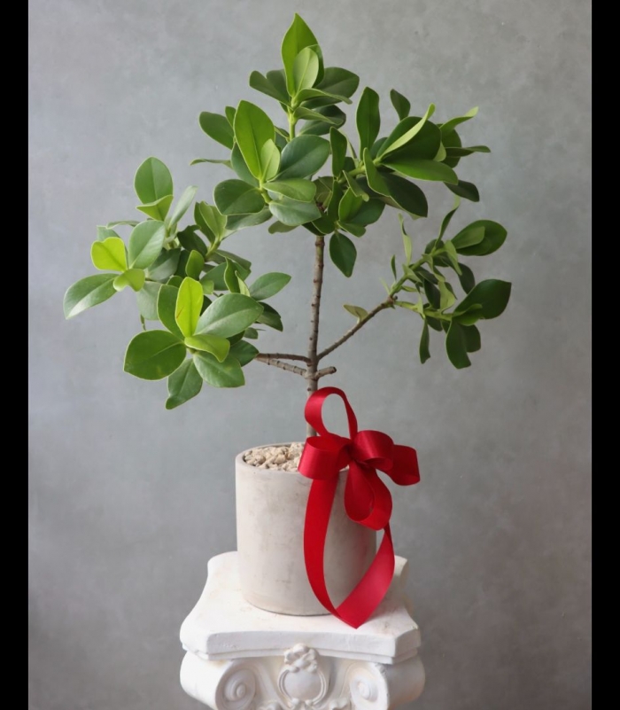 書代木開運盆栽