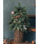 進口諾貝松聖誕樹(售完)