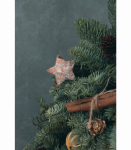 進口諾貝松聖誕樹(售完)