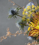 藍．牡丹菊貴氣盆花