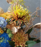 藍．牡丹菊貴氣盆花