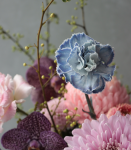 春意盎然．典雅粉牡丹菊