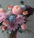 春意盎然．典雅粉牡丹菊