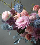 春意盎然．典雅粉牡丹菊