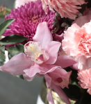 吉祥如意．粉色虎頭蘭