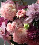 吉祥如意．粉色虎頭蘭