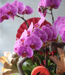 新春大氣蘭花