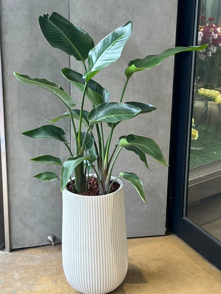 天堂鳥盆栽   